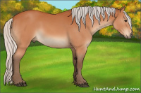 Horse Color:Silver Bay Sabino 