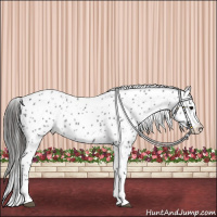 Horse Color:Black Tobiano Leopard 