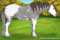 Horse Color:Smoky Blue Ice Roan Sabino Splash Appaloosa 