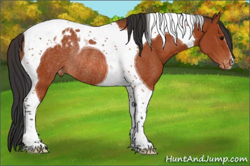 Horse Color:Bay Tobiano Appaloosa Rabicano 