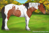 Horse Color:Bay Tobiano Appaloosa Rabicano 