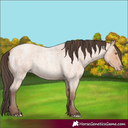 Horse Color:Amber Champagne Roan Rabicano