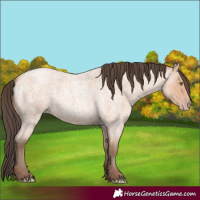 Horse Color:Amber Champagne Roan Rabicano 