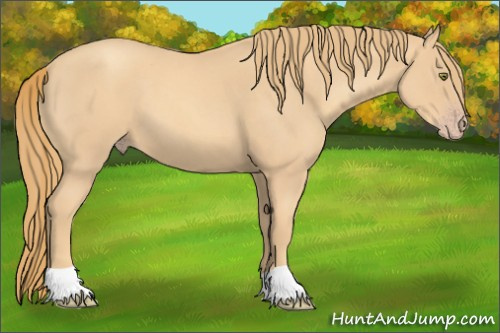 Horse Color:Gold Champagne Roan