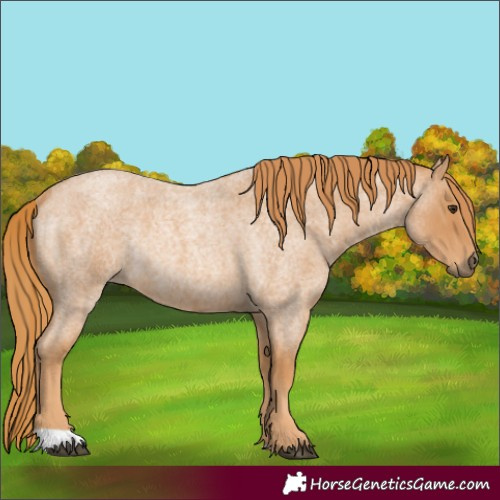 Horse Color:Red Roan Rabicano