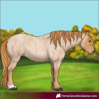 Horse Color:Red Roan Rabicano 