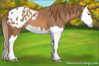 Horse Color:Chestnut Splash Appaloosa 