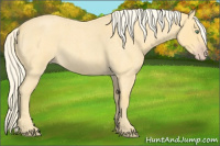 Horse Color:Gold Cream Champagne Roan 