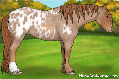 Horse Color:Red Roan Appaloosa