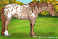 Horse Color:Red Roan Appaloosa 