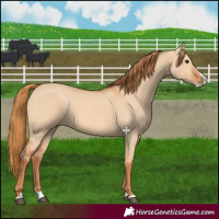 Horse Color:Red Dun Splash 