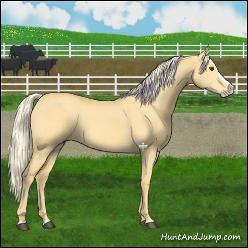 Horse Color:Palomino Dun Splash 