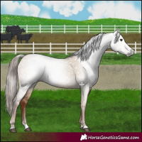 Horse Color:Gray Red Dun Splash 