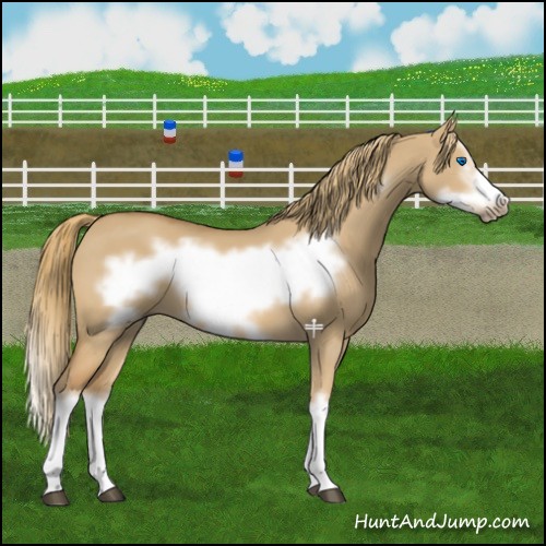 Horse Color:Red Dun Splash Frame 
