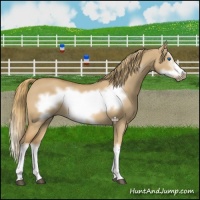 Horse Color:Red Dun Splash Frame 