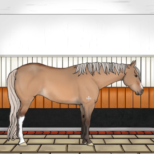 Horse Color:Silver Bay Dun 