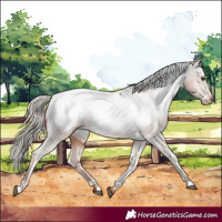 Horse Color:Chestnut Appaloosa 