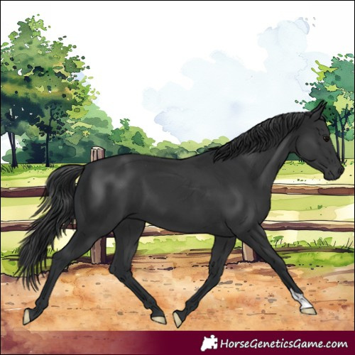 Horse Color:Black 