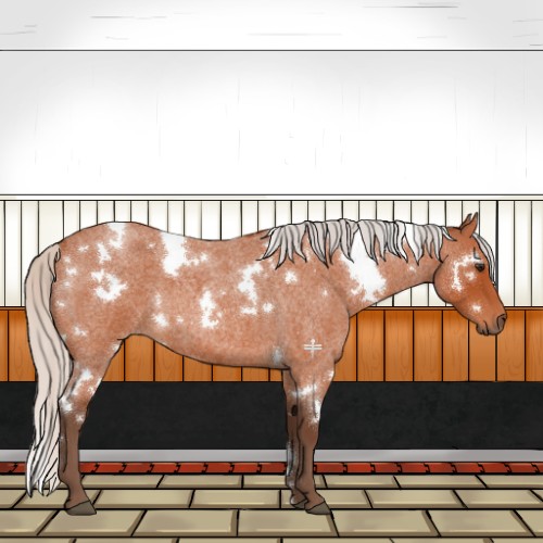 Horse Color:White Spotted Silver Bay Roan 