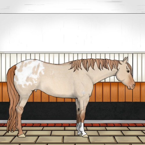 Horse Color:Red Dun Roan Appaloosa 