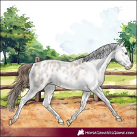 Horse Color:Red Dun Roan Appaloosa 
