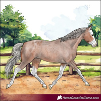 Horse Color:Silver Bay Roan Splash Appaloosa 