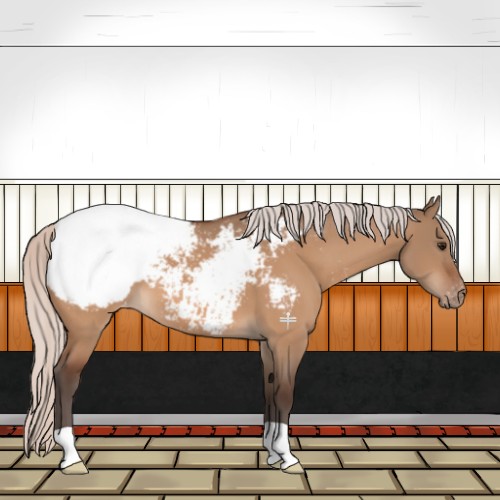 Horse Color:Silver Bay Dun Appaloosa 