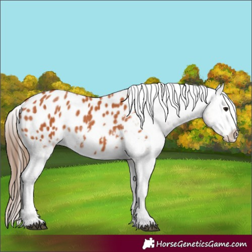 Horse Color:Bay Appaloosa Rabicano