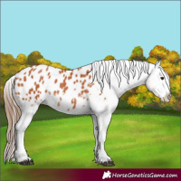 Horse Color:Bay Appaloosa Rabicano 