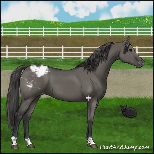 Horse Color:Grullo Snowcap 