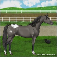 Horse Color:Grullo Snowcap 