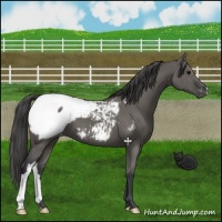 Horse Color:Grullo Appaloosa 
