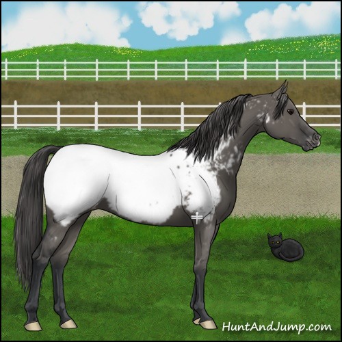 Horse Color:Grullo Near Fewspot 