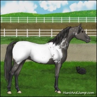 Horse Color:Grullo Near Fewspot 