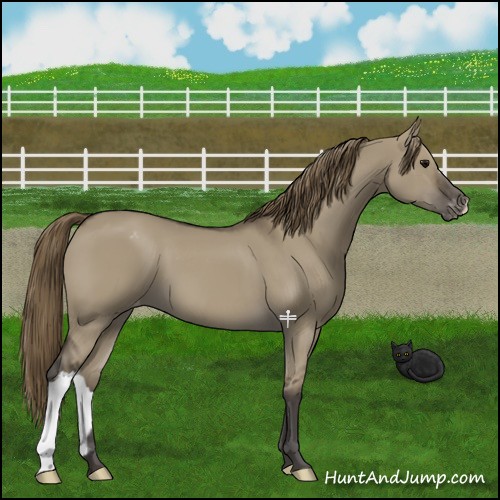 Horse Color:Smoky Grullo Varnish