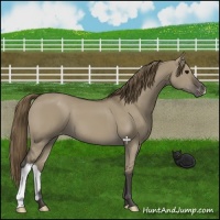 Horse Color:Smoky Grullo Varnish 