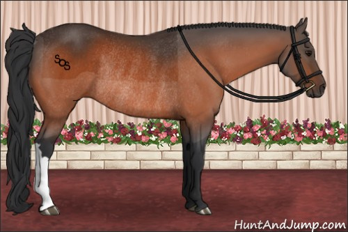 Horse Color:Bay Rabicano 