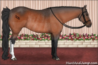 Horse Color:Bay Rabicano 