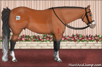 Horse Color:Bay Splash Frame 