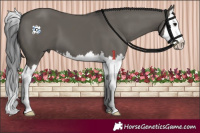 Horse Color:Grullo Splash 