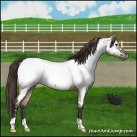 Horse Color:Liver Red Dun Appaloosa