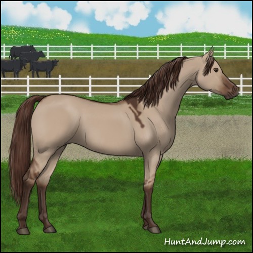 Horse Color:Liver Red Dun 