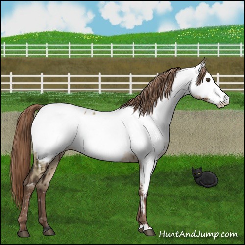 Horse Color:Liver Red Dun Appaloosa Brindle