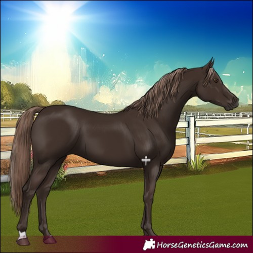 Horse Color:Liver Chestnut 