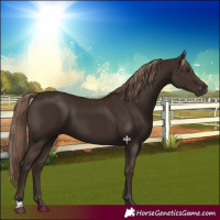 Horse Color:Liver Chestnut 