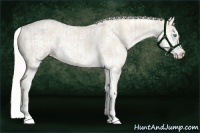 Horse Color:Cremello Sabino and Cremello Sabino