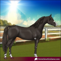 Horse Color:Liver Chestnut 
