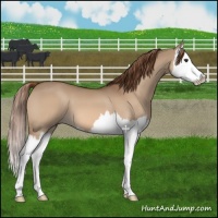 Horse Color:Red Dun Splash 