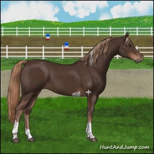 Horse Color:Liver Chestnut Tobiano 