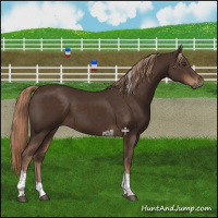 Horse Color:Liver Chestnut Tobiano 